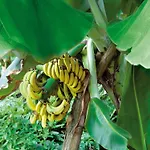 Mobile Im Tropical Islands Semesterbostad Krausnick